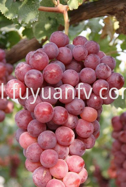 Red Grape 44